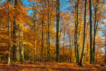 Colorful Beech Tree Forest under blue sky in Fall, Leafs Changing Colour, Müritz-Nationalpark, Germany
