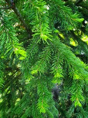 christmas tree branches