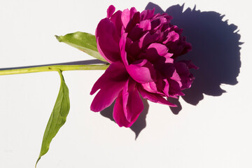 pink peony flower on white