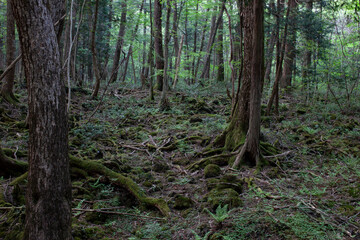 Obraz premium aokigahara suicide forest