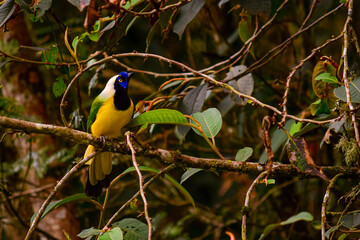 Urraca Inca / Inca Jay / Cyanocorax yncas - Guango, Ecuador