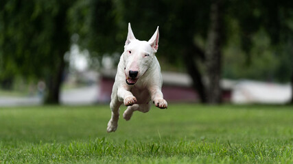 English white bull Terrier running on green lawn