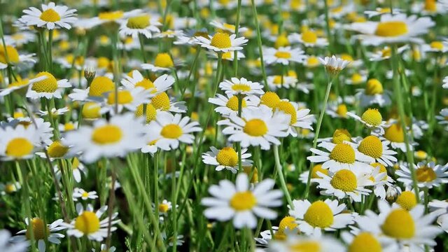 White flowers daysies chamomile on green nature field. Full HD clip