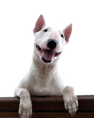 Closeup portrait of a white English bull Terrier