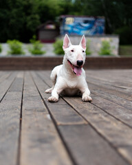 portrait of a white Terrier, which lies on the wooden cover. English bull Terrier a fighting dog