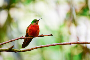Colibrí pecho castaño / Chestnut-breasted coronet hummingbird / Boissonneaua matthewsii - Guango, Ecuador © Migue