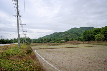 Fototapeta na wymiar Rice fields during the rainy season With rice plants growing