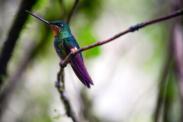 Inca Alihabano / Coeligena lutetiae / Buff-winged starfrontlet hummingbird - Ecuador