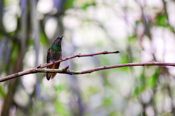 Colibrí colihabano o chupasavia  / Boissonneaua flavescens - Guango, Ecuador