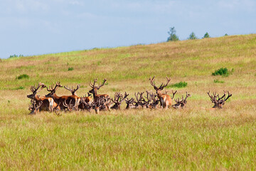 Red Deer Stags resting in the long grass in velvet antlers.
