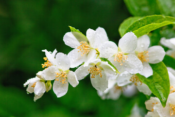Closeup of Jasmine Flower at Blossom after Rain.