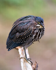 Green Heron bird Stock Photos.   Green Heron bird close-up profile view with bokeh background. Green Heron picture, image, portrait, photo.