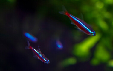 Obraz na płótnie Canvas Small neon fishes in the aquarium