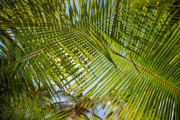 Green palm leaf on blue sky background. Tropical island jungle abstract photo. Sunny day in exotic place