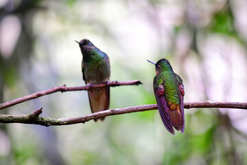Colibríes - Guango, Ecuador