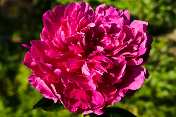 pink peony flower