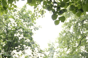 green leaves background