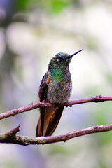 Colibrí colihabano o chupasavia  / Boissonneaua flavescens - Guango, Ecuador