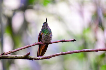 Colibrí colihabano o chupasavia  / Boissonneaua flavescens - Guango, Ecuador © Migue