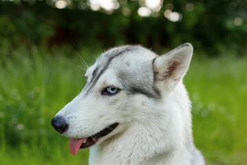 Cute funny Siberian Husky dog at home. Portrait of young beautiful funny husky dog