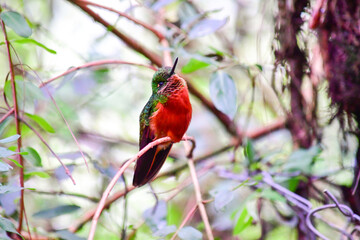 Colibrí pecho castaño / Chestnut-breasted coronet hummingbird / Boissonneaua matthewsii - Guango, Ecuador