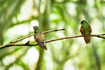 Colibríes - Guango, Ecuador © Migue