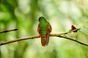 Colibrí pecho castaño / Chestnut-breasted coronet hummingbird / Boissonneaua matthewsii - Guango, Ecuador