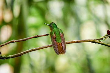 Colibrí pecho castaño / Chestnut-breasted coronet hummingbird / Boissonneaua matthewsii - Guango, Ecuador