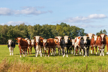 Kühe in Holland