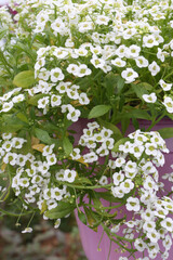 White flowers of Alyssum (plant in the family Brassicaceae) in garden. Blossoming of Alyssum. Alyssum bloom in flowerpot. Spring plants, nature. Postcard with flowers (Alyssum). Macro photography