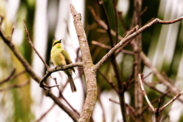 Bee-eater