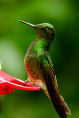 Colibri colihabano / Buff tailed Coronet / Boissonneaua flavescens - Guango, Ecuador © Miguel Angel
