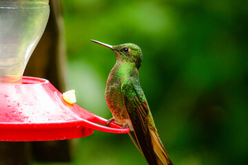Colibri colihabano / Buff tailed Coronet / Boissonneaua flavescens - Guango, Ecuador © Miguel Angel