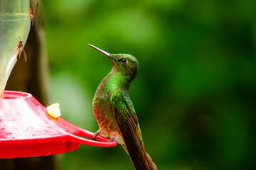 Colibri colihabano / Buff tailed Coronet / Boissonneaua flavescens - Guango, Ecuador © Miguel Angel