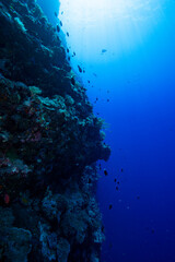 Fototapeta na wymiar underwater view of a coral reef in the sea