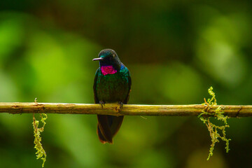 Ángel gorgiturmalina, ​ Ángel del sol de cola negra o Heliángelus belicoso / Tourmaline Sunangel / Heliangelus exortis - Guango, Ecuador