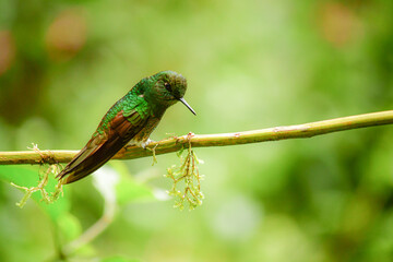 Colibrí colihabano o chupasavia  / Boissonneaua flavescens - Guango, Ecuador