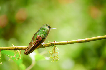Colibrí colihabano o chupasavia  / Boissonneaua flavescens - Guango, Ecuador © Migue