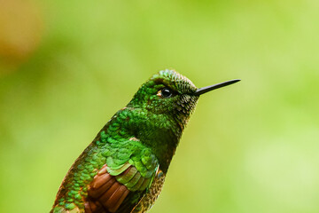 Colibrí colihabano o chupasavia  / Boissonneaua flavescens - Guango, Ecuador © Migue