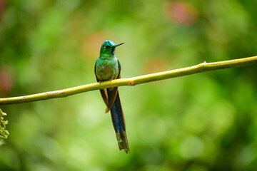 El silfo celeste​ / Cometa colivioleta / Violet-tailed Sylph - Guango, Ecuador