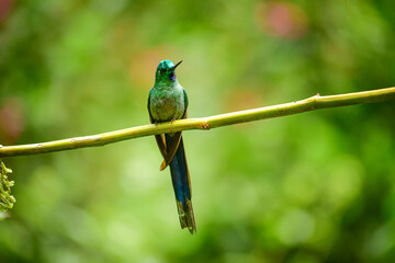 El silfo celeste​ / Cometa colivioleta / Violet-tailed Sylph - Guango, Ecuador