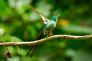 El silfo celeste​ / Cometa colivioleta / Violet-tailed Sylph - Guango, Ecuador
