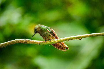 Colibri colihabano / Buff tailed Coronet / Boissonneaua flavescens - Guango, Ecuador © Migue