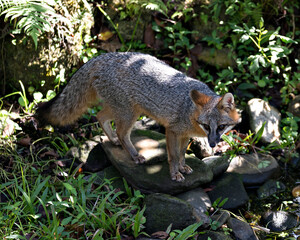 Obraz premium Grey fox animal Stock Photo.
