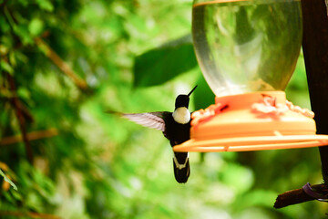 Inca collarejo / Collared inca / Coeligena torquata - Guango, Ecuador © Migue