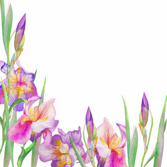 beautiful irises are blooming. Watercolor - 362049599