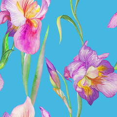 beautiful irises are blooming. Watercolor - 362049701