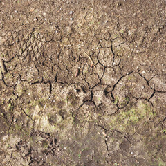 Cracked earth background