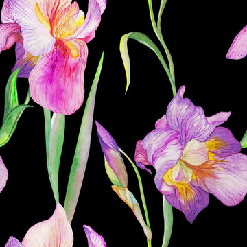 beautiful irises are blooming. Watercolor
