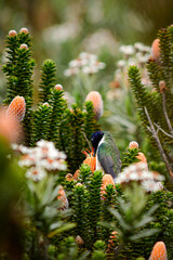 Colibrí en Chuquiragua, Planta con flor andina / Asteraceae - Ecuador © Miguel Angel